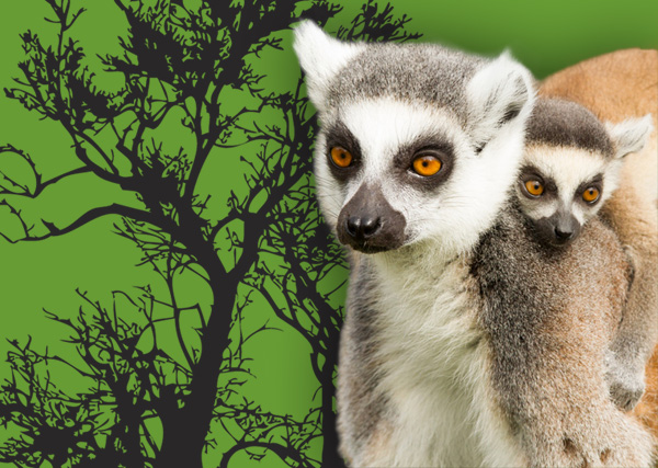 Association Emergence